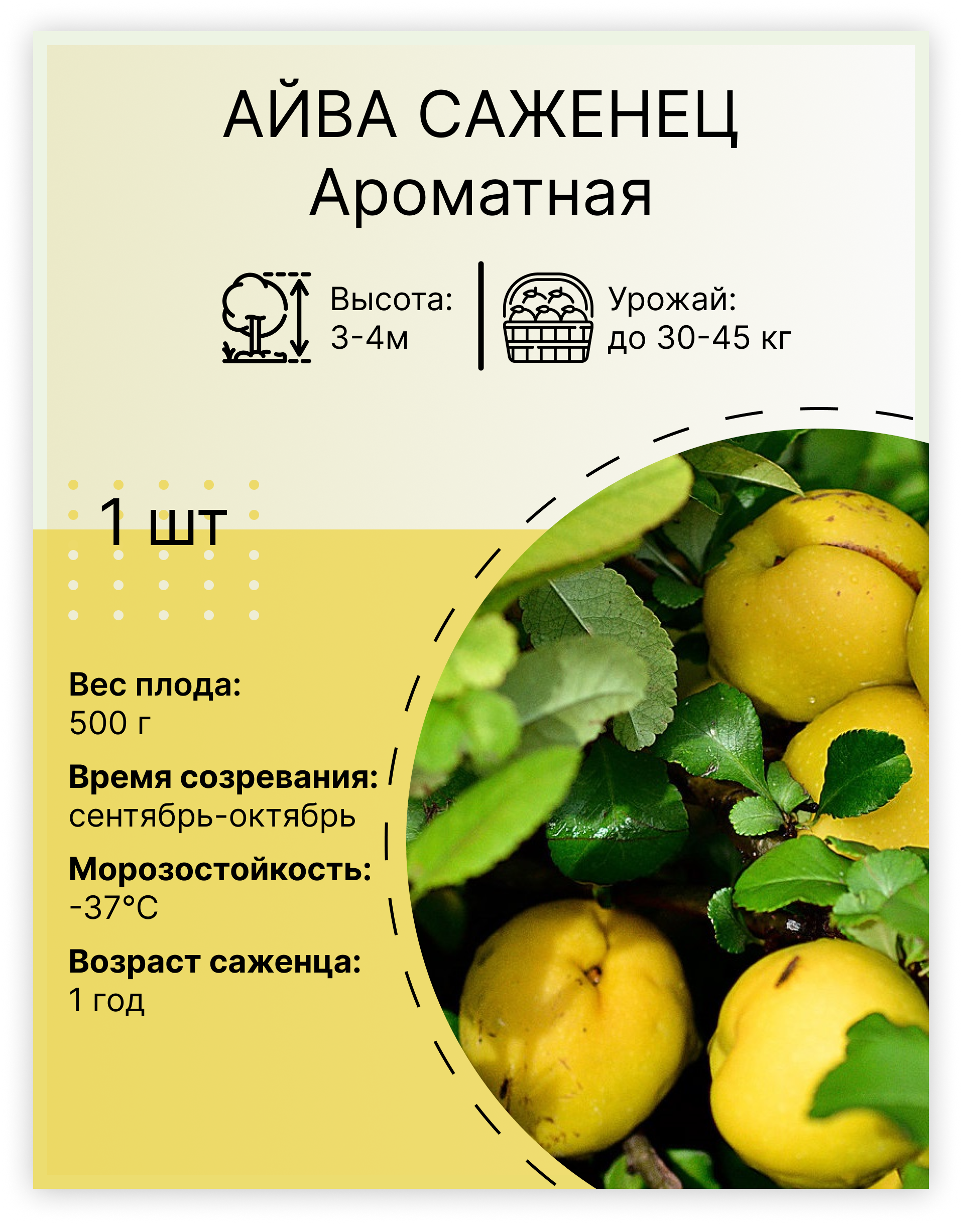  Айва «Ароматная»